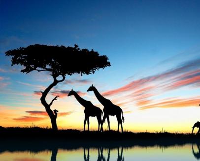 几内亚比绍永久居留权